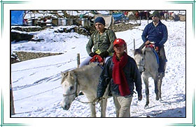 Kufri Shimla Kufri Shimla