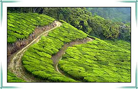 Plantation Walk Munnar